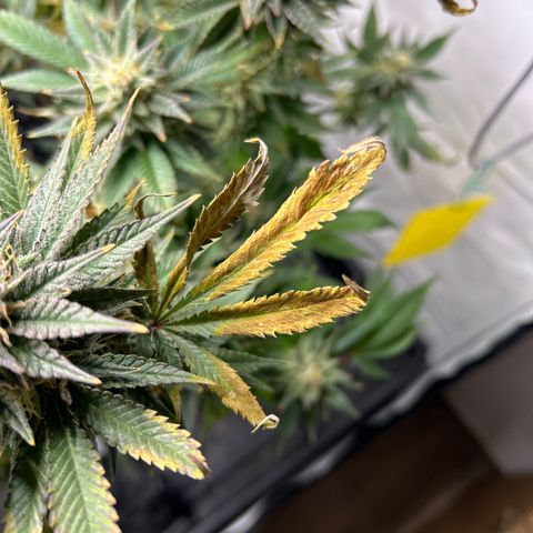 Ayahuasca Purple ( Barney’s farm ) growlog timeline photo