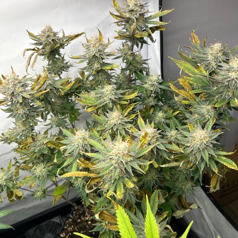 Ayahuasca Purple ( Barney’s farm ) growlog timeline photo