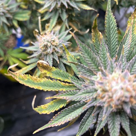 Ayahuasca Purple ( Barney’s farm ) growlog timeline photo