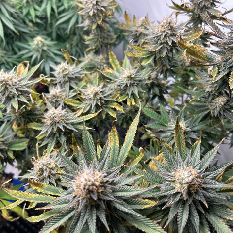 Ayahuasca Purple ( Barney’s farm ) growlog timeline photo