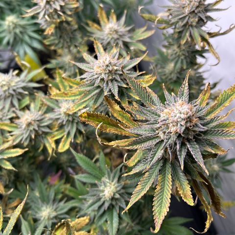 Ayahuasca Purple ( Barney’s farm ) growlog timeline photo
