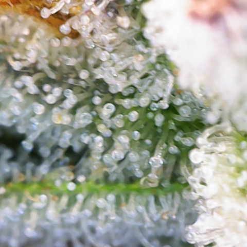 Ayahuasca Purple ( Barney’s farm ) growlog timeline photo