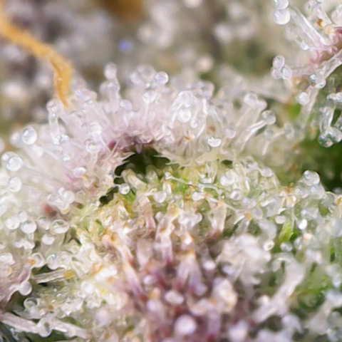 Ayahuasca Purple ( Barney’s farm ) growlog timeline photo