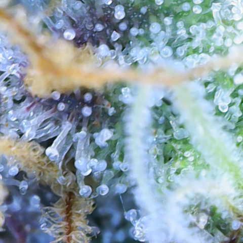 Ayahuasca Purple ( Barney’s farm ) growlog timeline photo