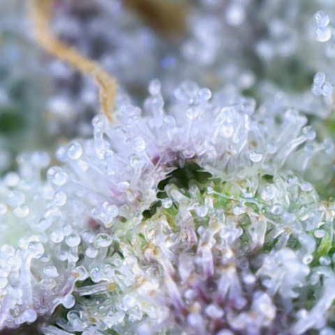 Ayahuasca Purple ( Barney’s farm ) growlog timeline photo