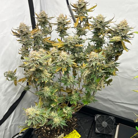 Ayahuasca Purple ( Barney’s farm ) growlog timeline photo