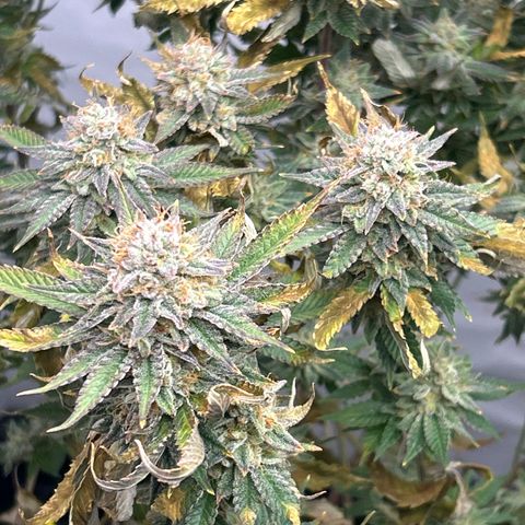 Ayahuasca Purple ( Barney’s farm ) growlog timeline photo