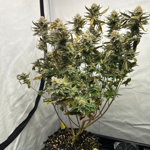 Ayahuasca Purple ( Barney’s farm ) growlog timeline photo