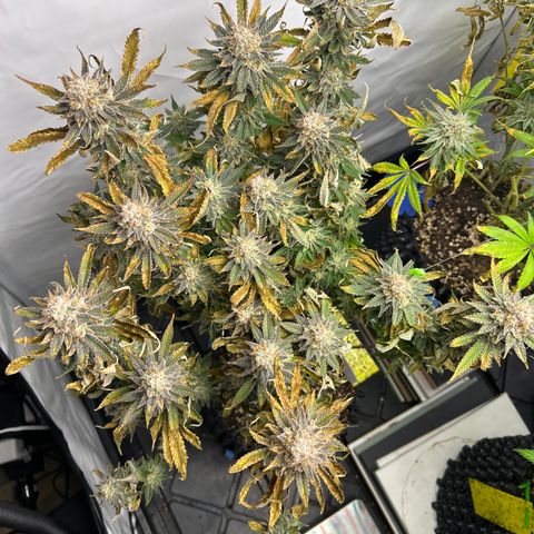 Ayahuasca Purple ( Barney’s farm ) growlog timeline photo