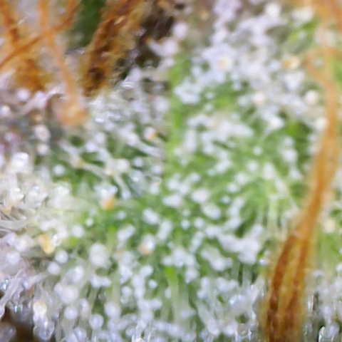 Ayahuasca Purple ( Barney’s farm ) growlog timeline photo