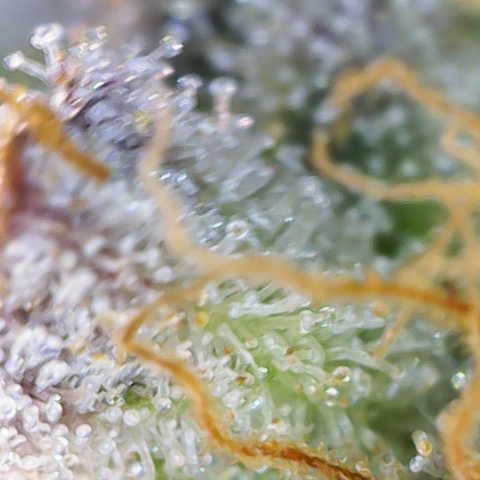 Ayahuasca Purple ( Barney’s farm ) growlog timeline photo