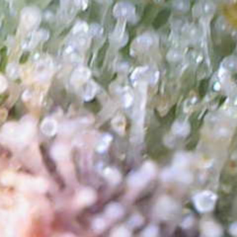 Ayahuasca Purple ( Barney’s farm ) growlog timeline photo