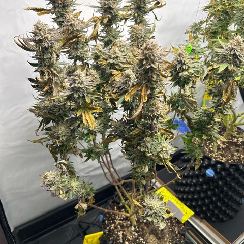 Ayahuasca Purple ( Barney’s farm ) growlog timeline photo