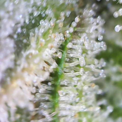 Ayahuasca Purple ( Barney’s farm ) growlog timeline photo