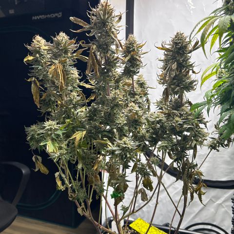 Ayahuasca Purple ( Barney’s farm ) growlog timeline photo