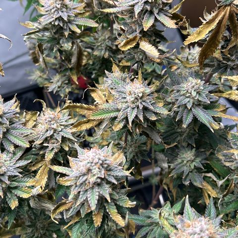 Ayahuasca Purple ( Barney’s farm ) growlog timeline photo