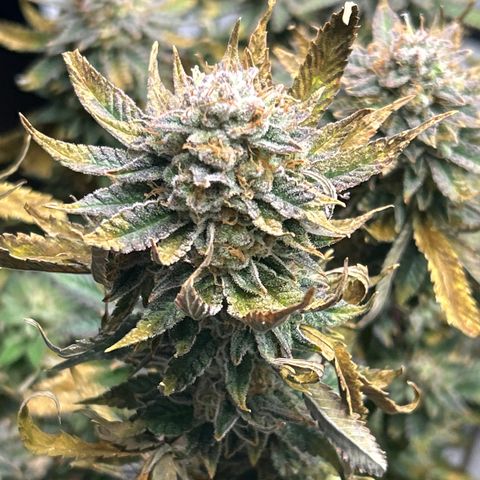 Ayahuasca Purple ( Barney’s farm ) growlog timeline photo