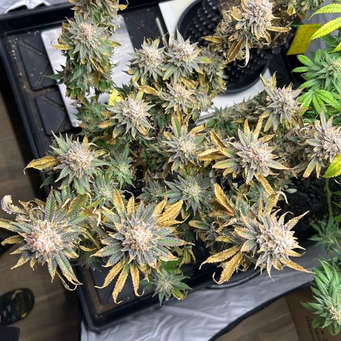 Ayahuasca Purple ( Barney’s farm ) growlog timeline photo