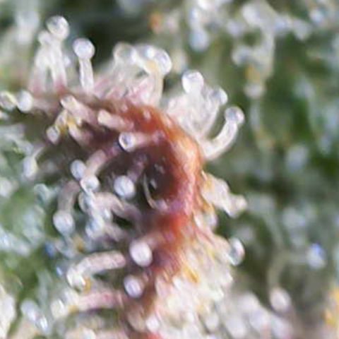 Ayahuasca Purple ( Barney’s farm ) growlog timeline photo