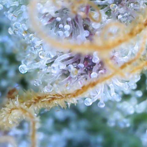 Ayahuasca Purple ( Barney’s farm ) growlog timeline photo