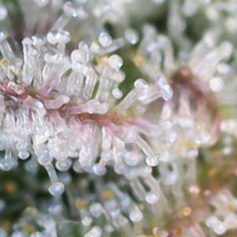 Ayahuasca Purple ( Barney’s farm ) growlog timeline photo