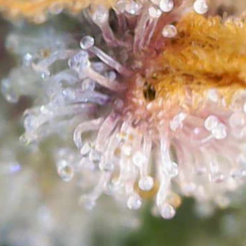 Ayahuasca Purple ( Barney’s farm ) growlog timeline photo