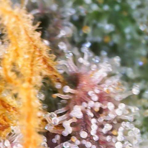 Ayahuasca Purple ( Barney’s farm ) growlog timeline photo