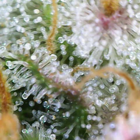 Ayahuasca Purple ( Barney’s farm ) growlog timeline photo