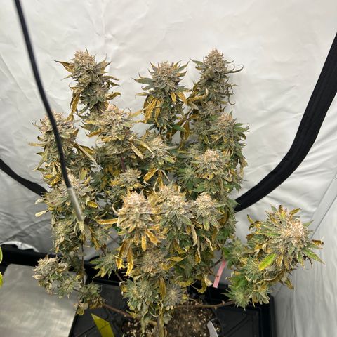 Ayahuasca Purple ( Barney’s farm ) growlog timeline photo