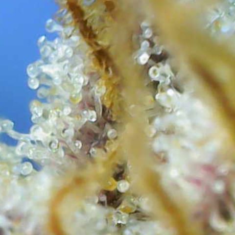 Ayahuasca Purple ( Barney’s farm ) growlog timeline photo