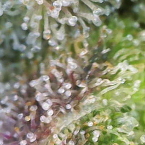 Ayahuasca Purple ( Barney’s farm ) growlog timeline photo