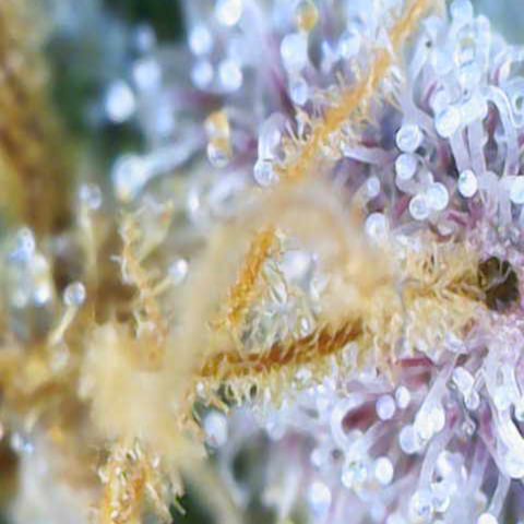 Ayahuasca Purple ( Barney’s farm ) growlog timeline photo