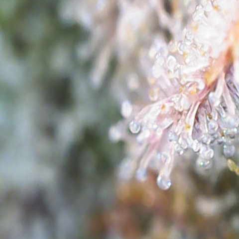Ayahuasca Purple ( Barney’s farm ) growlog timeline photo