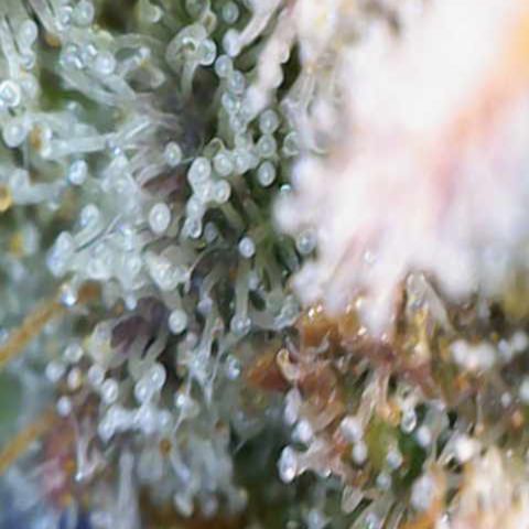 Ayahuasca Purple ( Barney’s farm ) growlog timeline photo