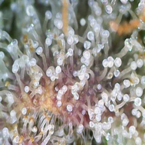 Ayahuasca Purple ( Barney’s farm ) growlog timeline photo