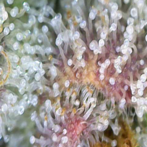 Ayahuasca Purple ( Barney’s farm ) growlog timeline photo