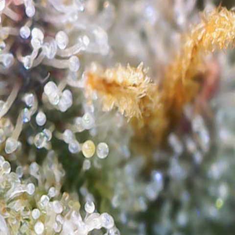 Ayahuasca Purple ( Barney’s farm ) growlog timeline photo