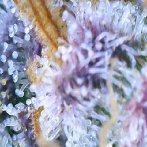 Ayahuasca Purple ( Barney’s farm ) growlog timeline photo