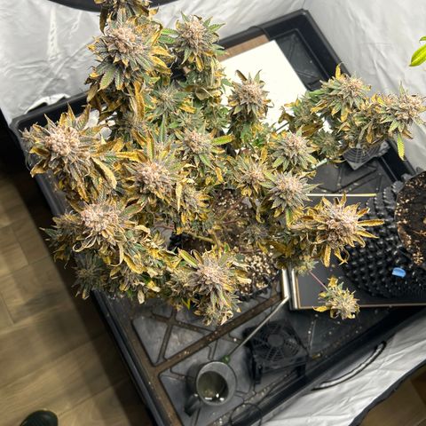 Ayahuasca Purple ( Barney’s farm ) growlog timeline photo