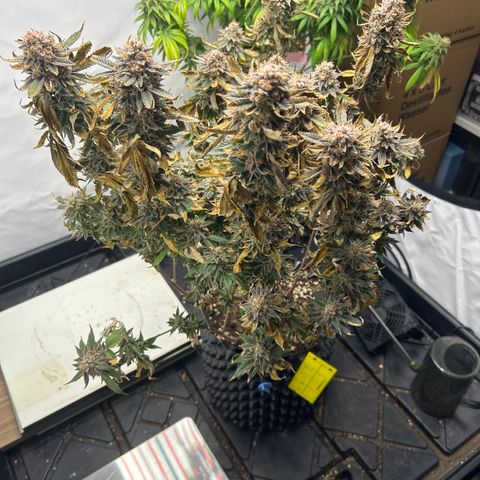 Ayahuasca Purple ( Barney’s farm ) growlog timeline photo