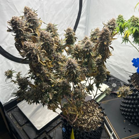 Ayahuasca Purple ( Barney’s farm ) growlog timeline photo
