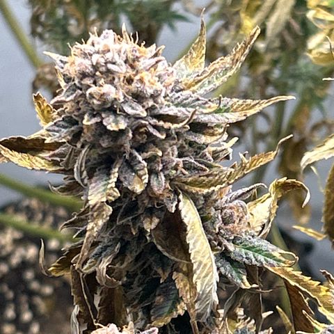 Ayahuasca Purple ( Barney’s farm ) growlog timeline photo