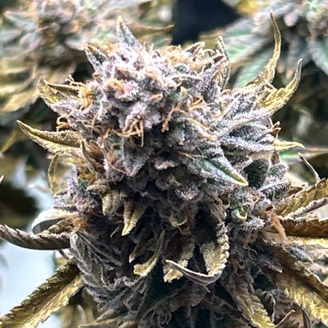 Ayahuasca Purple ( Barney’s farm ) growlog timeline photo