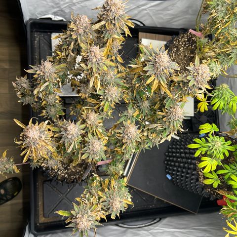 Ayahuasca Purple ( Barney’s farm ) growlog timeline photo
