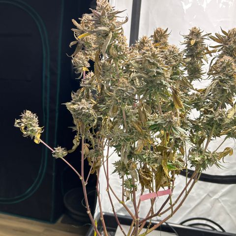 Ayahuasca Purple ( Barney’s farm ) growlog timeline photo