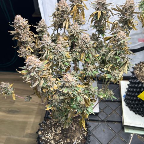 Ayahuasca Purple ( Barney’s farm ) growlog timeline photo
