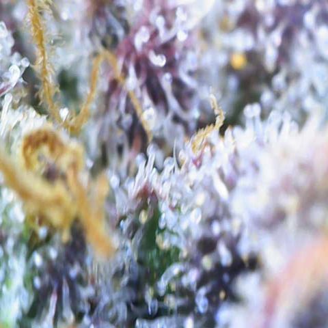 Ayahuasca Purple ( Barney’s farm ) growlog timeline photo