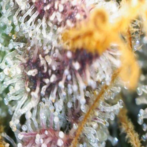 Ayahuasca Purple ( Barney’s farm ) growlog timeline photo