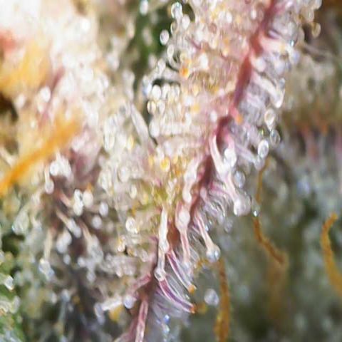 Ayahuasca Purple ( Barney’s farm ) growlog timeline photo