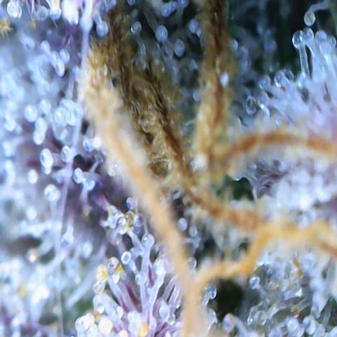 Ayahuasca Purple ( Barney’s farm ) growlog timeline photo